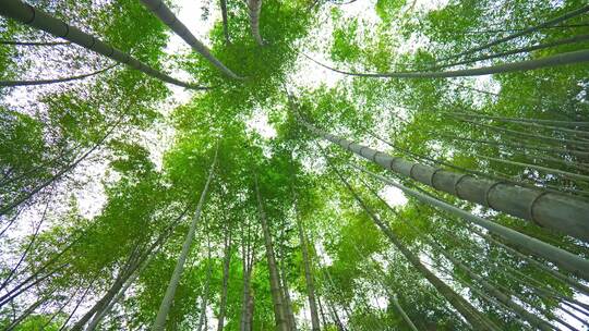 美丽的生态竹海竹林竹子参天竹林