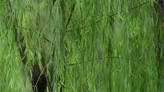 雨后挂着雨滴的柳树随风轻轻摇动