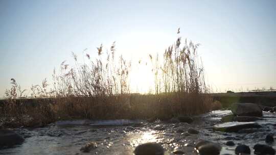 芦苇 风景 风光 草 湿地 夕阳 阳光