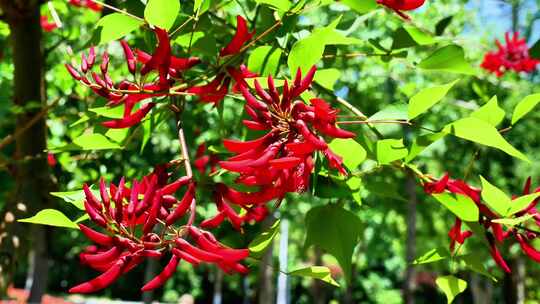 合集组镜龙牙花牙花花朵花象牙红龙芽花