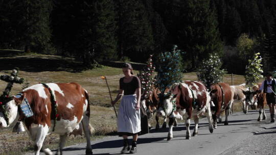 泰罗尔牛沿着阿尔卑斯山行走
