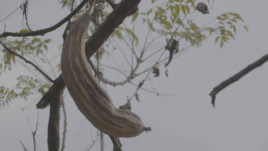 晚秋初冬萧条景象LOG视频素材