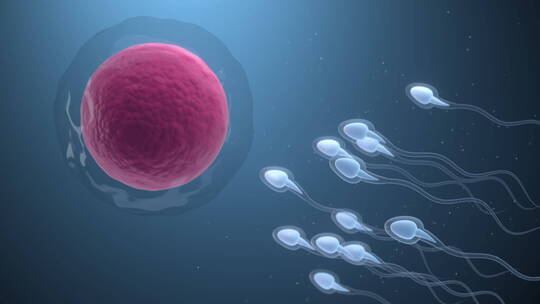 精子与卵细胞 3D渲染视频素材模板下载