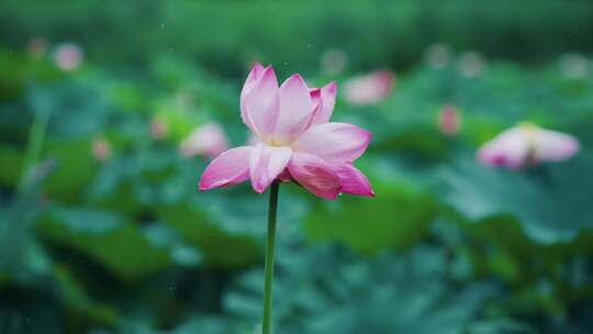 杭州良渚雨荷