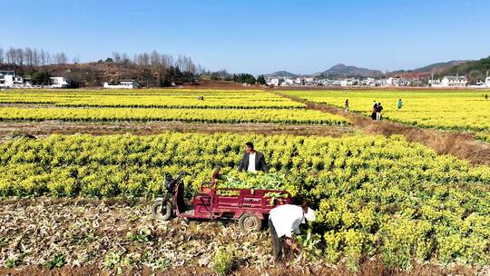 威宁自治县小海镇陶家海子青菜花花海