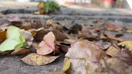 地面上的栾树叶子