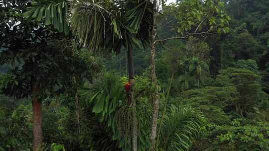 棕榈树上一只金刚鹦鹉的特写镜头，揭示了周围亚马逊热带雨林