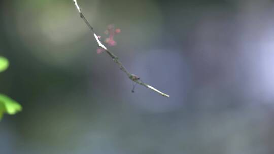 天台山国清寺禅院建筑视频