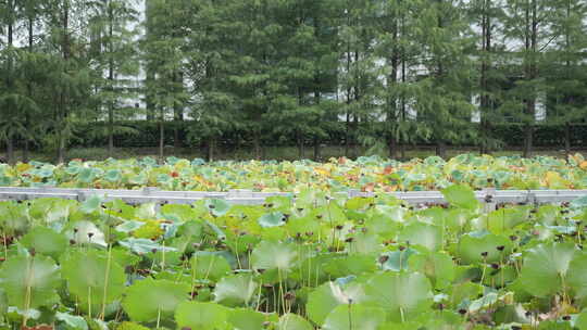 武汉东西湖金银湖湿地公园