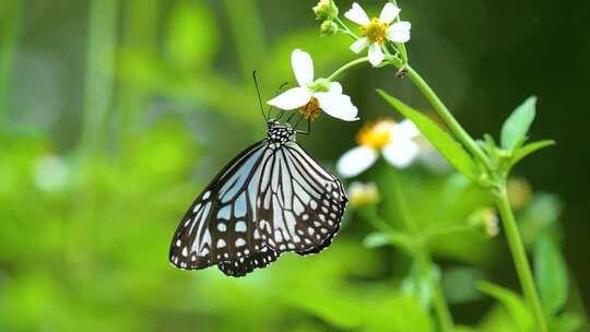 4K实拍 大绢斑蝶草丛间飞舞蝴蝶采蜜授粉
