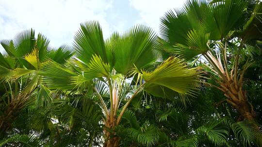 海南三亚绿色椰林椰树棕榈树风光视频素材模板下载