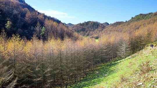 湖北恩施州大山顶林海水杉风景风光森林