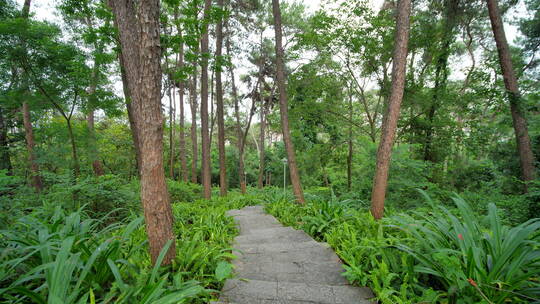 植物园森林公园林间小路