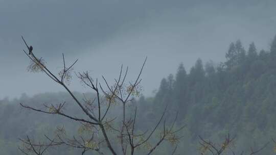 春天李花，竹林烟雨