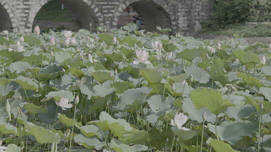 池塘里生长的的荷花盛开的何花slog3实拍