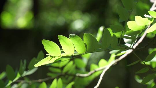 阳光下的叶子树叶植物大自然