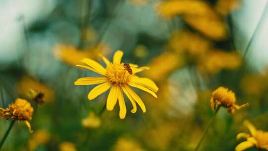 空镜花草植物蜜蜂