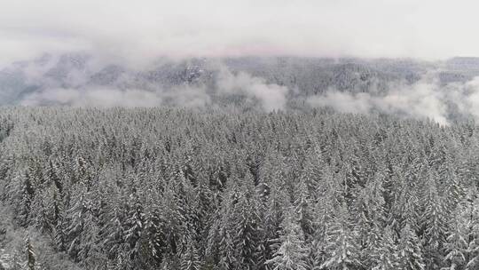 雪山雾凇雾气