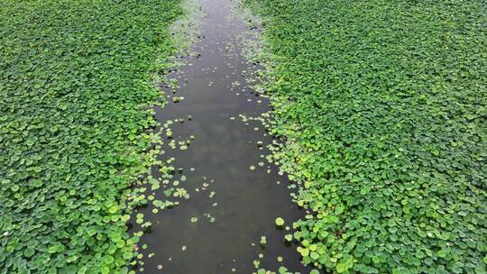 有河道游船的荷塘风景航拍