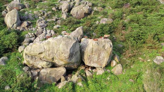 山上的山羊在岩石峭壁上爬行山上石头羊群视频素材模板下载