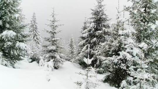 3950_美丽的森林在冬天下雪