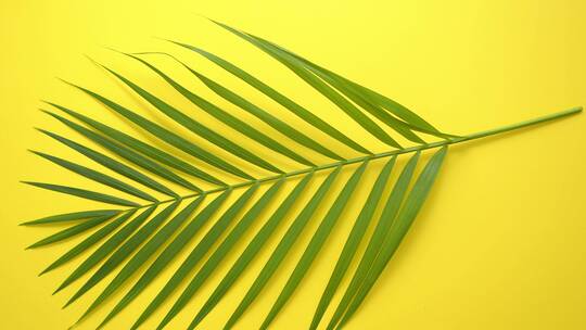 黄色背景上旋转的绿色棕榈叶