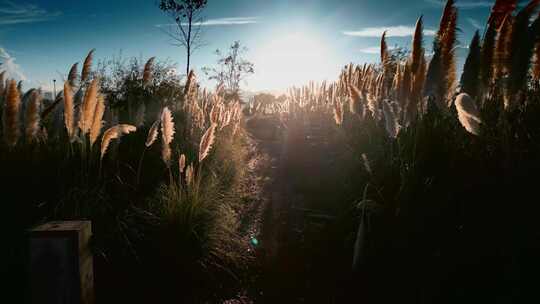 云南旅游滇池南岸夕阳蒲苇芦苇草