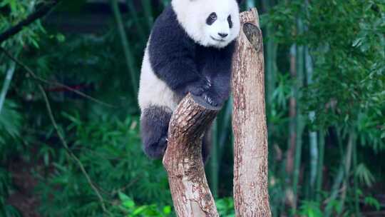 大熊猫爬树视频素材模板下载