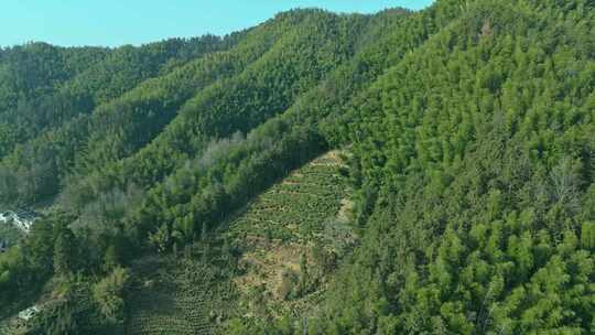 皖南山区山上的竹林与高山茶园