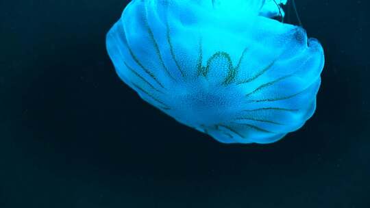 水族馆里的蓝色水母