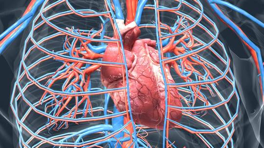 医学人体动画心脏器官心血管三维动画