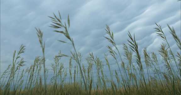 草，多云的天空，暴风雨云，普拉里