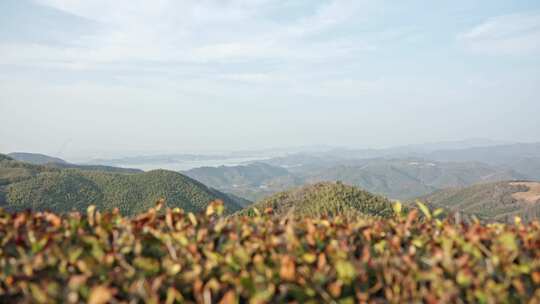 山顶高山茶树绿树植物风景空镜运镜