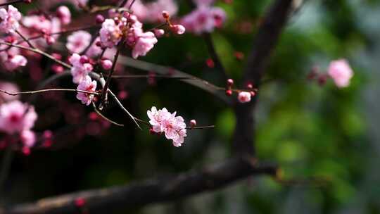 春天江南园林里盛开绽放的梅花花簇
