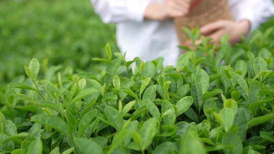 采茶特写 茶叶特写 茶园 茶山 绿茶 基地