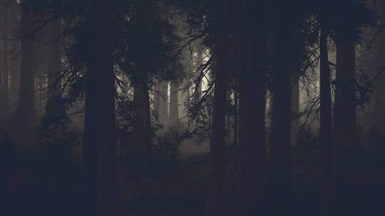 黑暗中的松树林