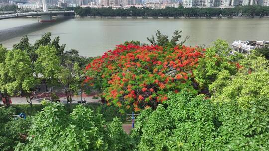 中国广东省广州市越秀区海印桥凤凰花