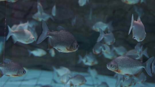 成群结队的鱼儿在水中游动
