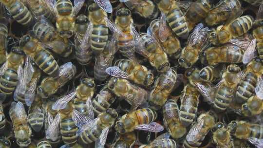蜂巢工蜂采蜜花蜜蜂王