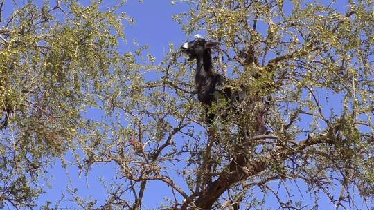 黑山羊爬上树吃果子