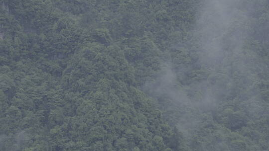 森林雨林树林大山云雾缭绕自然户外