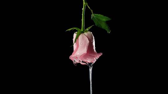 玫瑰花精华吸收效果可商用