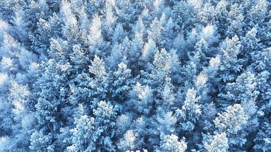 北方冬季雪景雪花飘落雾凇雪松雪林