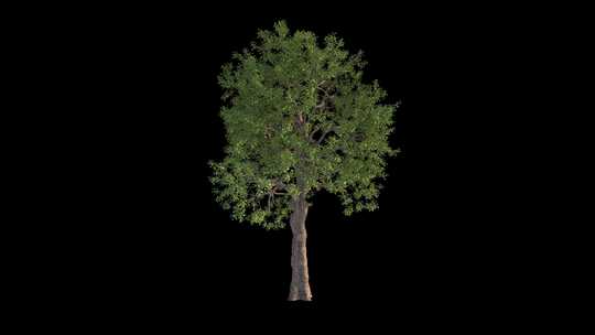 3D树木元素