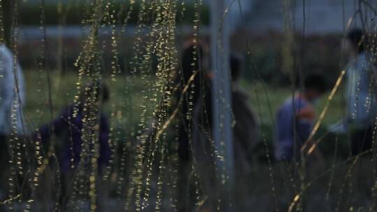 春天生机勃勃的垂柳