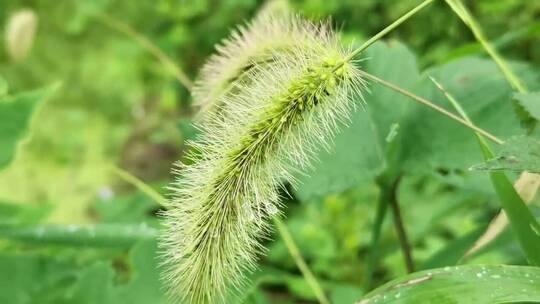 狗尾巴草植物