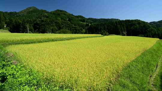 稻田 梯田 田野 乡村