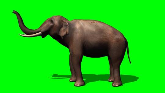 绿幕-动物-大象上卷下勾鼻子
