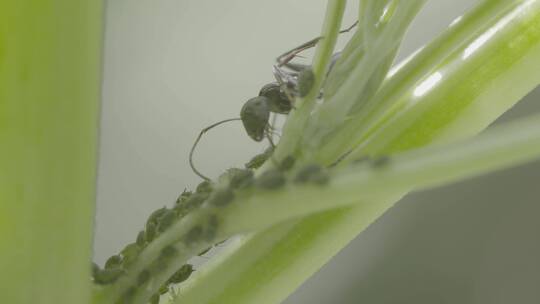蚂蚁和蚜虫LOG视频素材模板下载