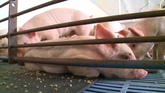 食品农场养猪场养殖业农业发展